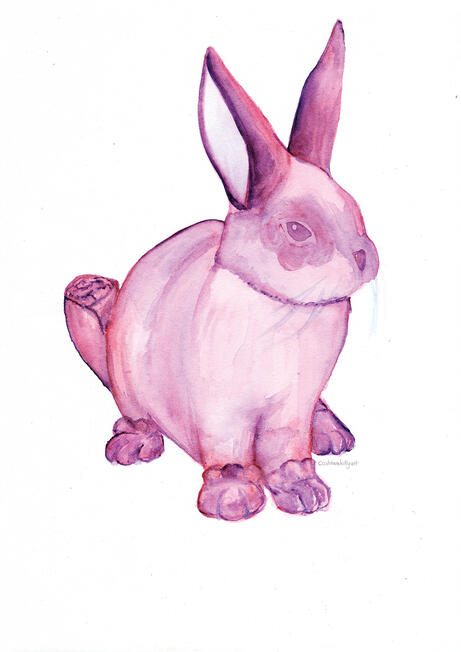 Tulip Bunny Tulip Bunny