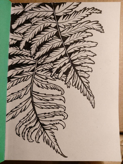 Fern Drawing