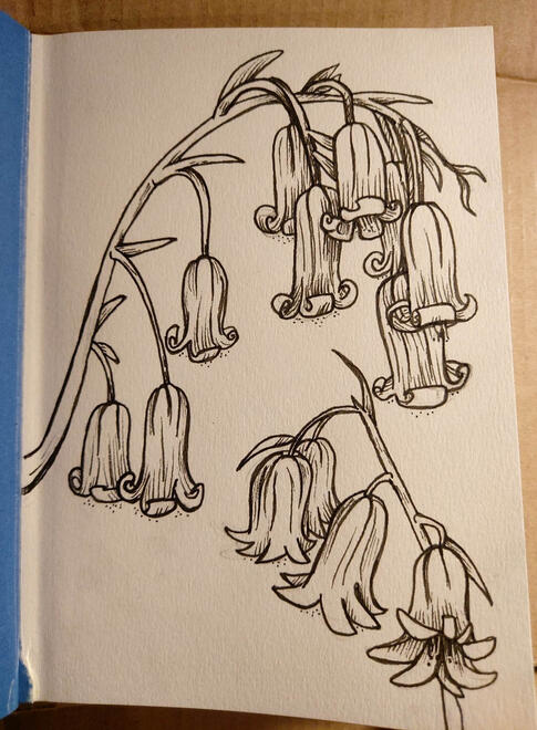Bluebells Drawing