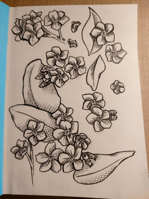 Forget-me-not Drawing
