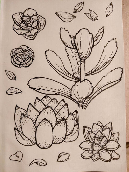 Succulents Drawing