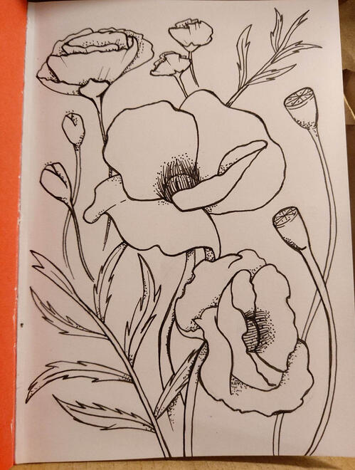 Poppies Drawing